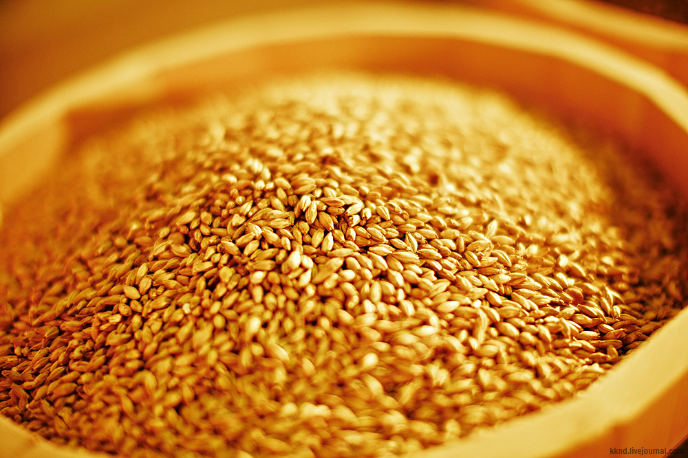 Качество и безопасность зерна. Высушенная пшеница. Безопасность зерна. Рыжик зерно горкой. Семена пайзы.